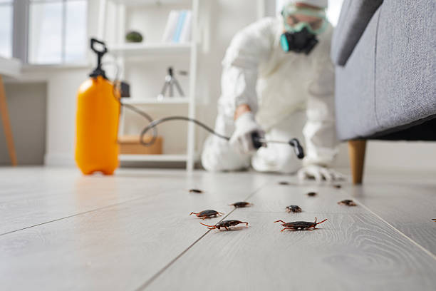 Post-Treatment Bed Bug Interceptor Monitoring in Chillum